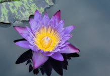 Transmuting Historical Trauma