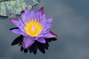 Photograph of a water lily for me, by my father.