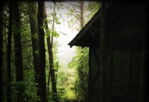 Sound Heals the Wild Beast