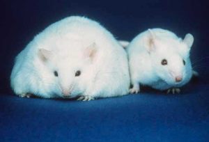 Animal studies suggest that long term antidepressant use can lead to weight gain