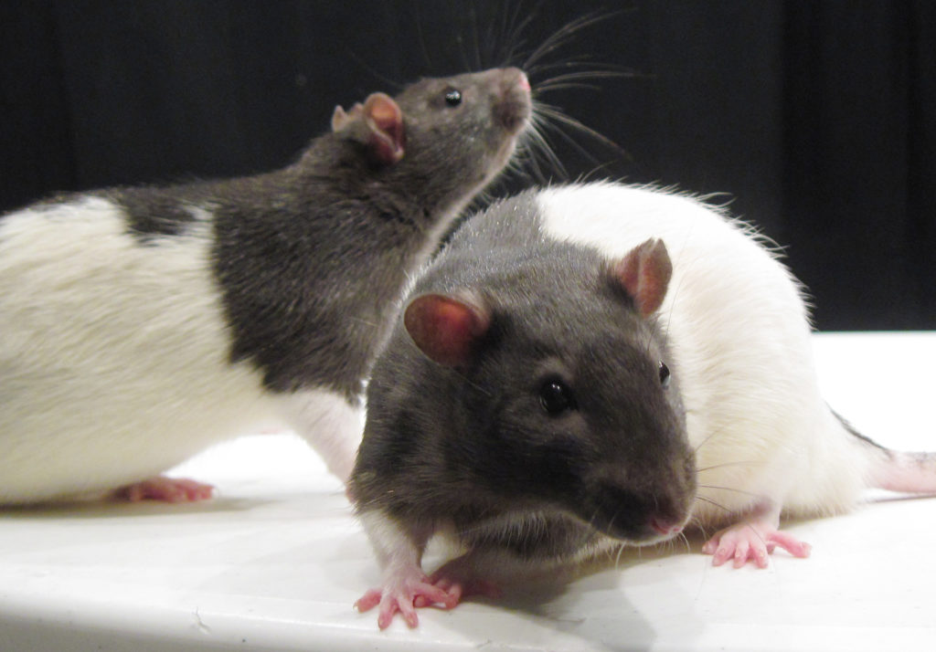 Parallels between rat and human development make rats a worthy model for the study of human drug addiction. 