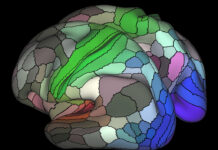 New Study Raises Doubts About fMRI Neuroimaging Research
