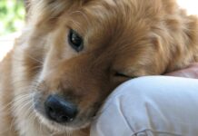 Pets Play Central Role in Management of Mental Health Problems