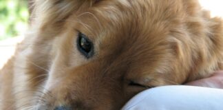 Pets Play Central Role in Management of Mental Health Problems