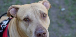 Service Dogs, Allergies and Trauma: Making Spaces Inclusive