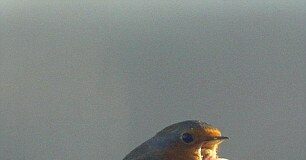 How Blackbirds Help us Beat the Blues
