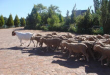 Generalists and Partialists