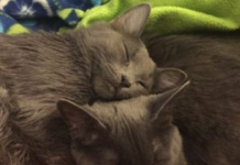 Good News, Cats Don’t Cause Mental Health Problems