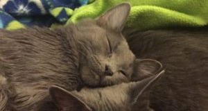 Good News, Cats Don’t Cause Mental Health Problems