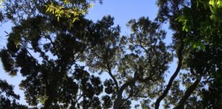 Our Coming to Mad in Aotearoa