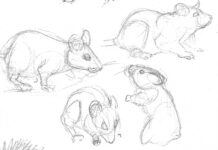 Animal Study Supports Influence of Probiotics on Resilience to Stress