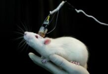 How Brain Scientists Forgot That Brains Have Owners