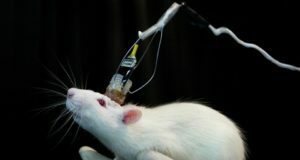How Brain Scientists Forgot That Brains Have Owners