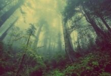 Into the Woods: A Path Through Anxiety