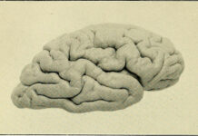 Researchers Fail to Predict Criminal Intent with Brain Scans