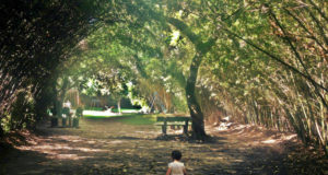 The Original Natural Remedy for Burnout: Nature