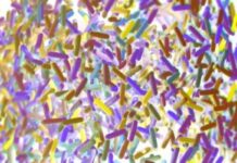 A Traumatic Experience Can Reshape Your Microbiome