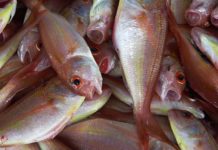 Seattle-caught Salmon Found to Contain Drugs