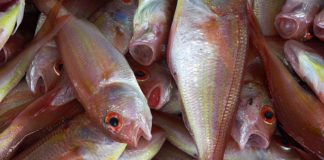 Seattle-caught Salmon Found to Contain Drugs
