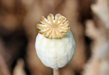 Psychiatry’s 12-Step Program for Producing Heroin Addicts