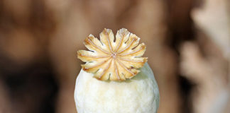 Psychiatry’s 12-Step Program for Producing Heroin Addicts