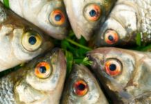 Antidepressants are Accumulating in Fish Brains in the Wild