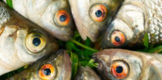 Antidepressants are Accumulating in Fish Brains in the Wild