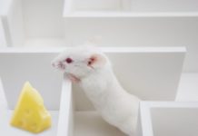 Eating Oily Fish While Pregnant Could Prevent Schizophrenia