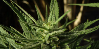 The Unintended Consequences of Colorado’s “Social Experiment”