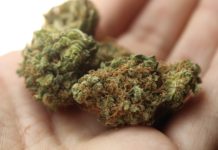 Marijuana Research: Overcoming the Barriers