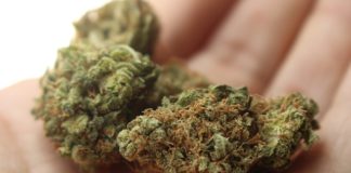 Marijuana Research: Overcoming the Barriers