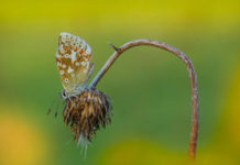 Language of Mental Illness “Others” People: It’s a Human Rights Violation wilted flower