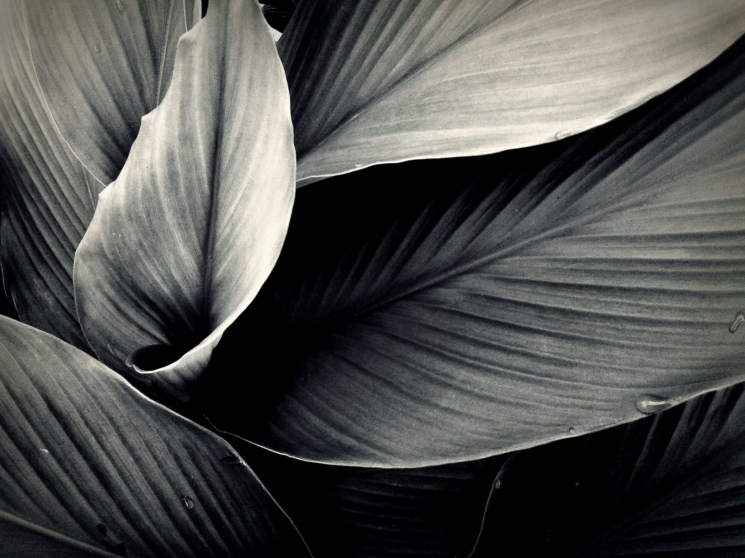 A lightly toned black and white photo of a the leaves of a flower