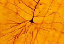 Does Modern Neuroscience Really Help us Understand Behavior?