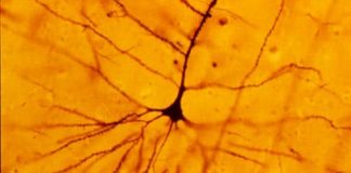 Does Modern Neuroscience Really Help us Understand Behavior?
