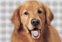 Dogs and Serotonin dog