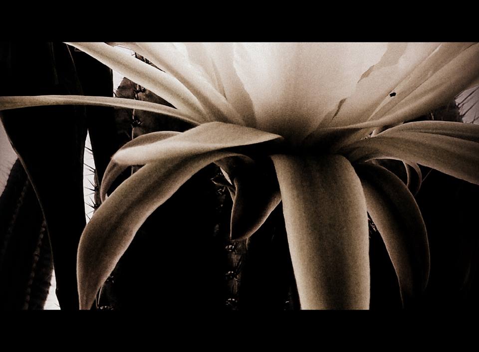 A lightly pink toned black and white photo of a flower.