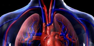 Patients on Antipsychotics at High Risk for Cardiovascular Issues, Study Finds