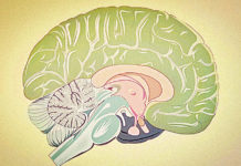Psychotherapy is THE Biological Treatment limbic system brain