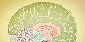 Psychotherapy is THE Biological Treatment limbic system brain