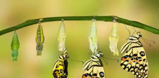 From “Recovery” to “Transformation and Recovery” transformation