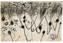 A Glimpse Into the Brain, Drawn by the Father of Neuroscience