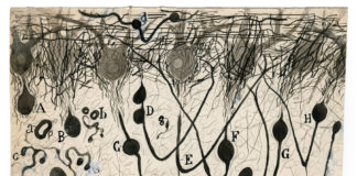 A Glimpse Into the Brain, Drawn by the Father of Neuroscience