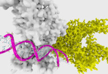 Large Study Finds Epigenetic Changes Associated with Trauma Explained by Smoking