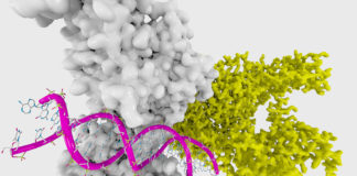 Large Study Finds Epigenetic Changes Associated with Trauma Explained by Smoking