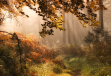 Suffering From Nature Deficit Disorder? Try Forest Bathing
