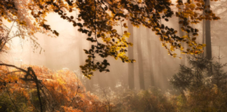 Suffering From Nature Deficit Disorder? Try Forest Bathing