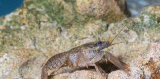 Technology Shows Us How Antidepressants Are Changing Animals’ Behaviour