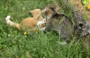 Sometimes advocacy is just about duking it out. Zippy and Jello model the technique.