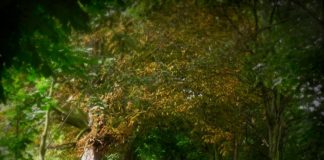 Are Depression Guidelines Missing the Evidence for Exercise?